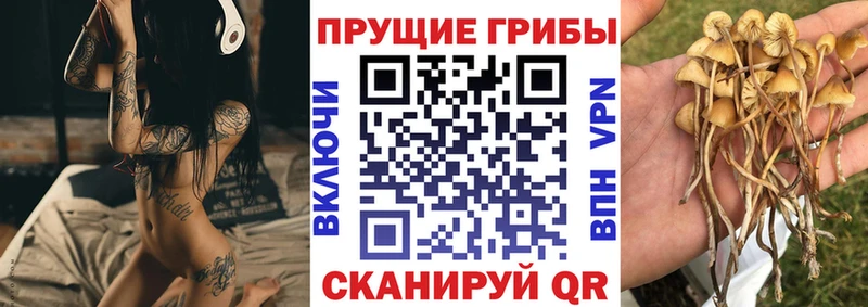 Псилоцибиновые грибы GOLDEN TEACHER  Нововоронеж 